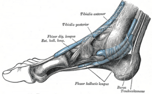 Flexor-hallucis-longus