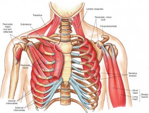 Pectoralis_minor_and_serratus_anterior