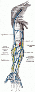 Superficial-Arm-Veins1