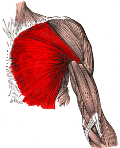 gray410_pectoralis_major