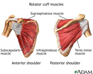 rotator-cuff-muscles