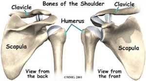 shoulder_arthroplasty_anatomy01